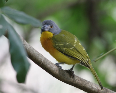 Even ter vergelijking voor de foto van Jacob van een vermeende Orange-breasted Bush-Shrike.
Even ter vergelijking voor de foto van Jacob van een vermeende Orange-breasted Bush-Shrike.
Even ter vergelijking voor de foto van Jacob van een vermeende Orange-breasted Bush-Shrike.
Even ter vergelijking voor de foto van Jacob van een vermeende Orange-breasted Bush-Shrike.
Even ter vergelijking voor de foto van Jacob van een vermeende Orange-breasted Bush-Shrike.
Even ter vergelijking voor de foto van Jacob van een vermeende Orange-breasted Bush-Shrike.
Even ter vergelijking voor de foto van Jacob van een vermeende Orange-breasted Bush-Shrike.
Even ter vergelijking voor de foto van Jacob van een vermeende Orange-breasted Bush-Shrike.
Even ter vergelijking voor de foto van Jacob van een vermeende Orange-breasted Bush-Shrike.