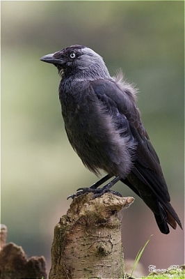 Deze black boy zat zo mooi even stil op een boomstammetje
dat ik er "snel" een foto van gemaakt heb, die ik best wel geslaagd vindt.
Het was in een schaduwrijke omgeving dus de iso moest omhoog