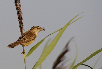 Op mijn vaste stek was het nogal stilletjes dus ik ben maar een rondje gaan lopen. En dan kom je natuurlijk deze ijverige vriend tegen met een paar zweefvliegjes in de snavel.