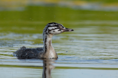 Tijd een jonge fuut gevolgd die visles kreeg van een van de ouders. Op een gegeven moment kwam de jonge fuut dicht onder de kant en werd hij afgeleid door de vliegjes die boven het water hingen. Mooi moment om af te drukken dacht ik zo.