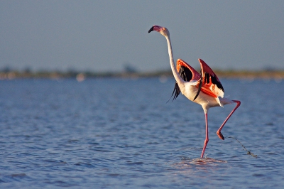 Om mijn serie over de flamingo's af te sluiten tenslotte nog dit laatste beeld. Hier het ochtendzonnetje schuin van achteren. Ik vond vooral de pose van de flamingo op dit moment erg mooi.