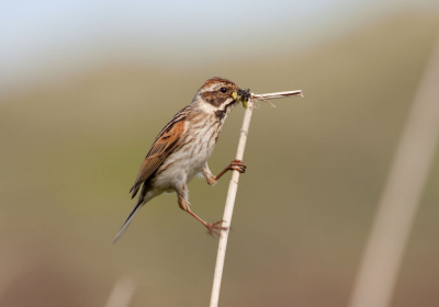 Wandelend in de duinen van IJmuiden kwam ik dit Rietgors vrouwtje onverwacht tegen.  Het waaide behoorlijk hard en ze had moeite om op de stengel te blijven zitten.  (zichbtaar in de beweging van het pootje)