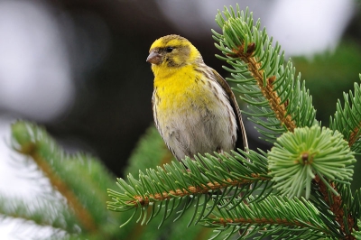 Druk zingend in de tuin van een hotel. De kanarie was redelijk tam en bleef mooi zitten.