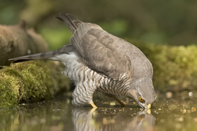 Een foto vanuit de boshut in Twente. Deze sperwer kwam drinken en zat bijna te dichtbij. De foto is in april gemaakt.