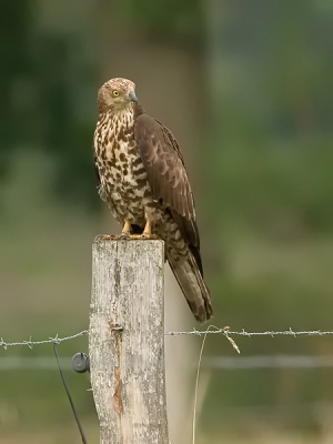 Deze stond al 2 jaar als buizerd op mijn site. Erg van mezelf. Kreeg een mail van Marc Hollander die me er  op attendeerde dat het een wespendief is. Marc, nogmaals bedankt hiervoor.