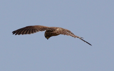 Mijn eerste digitale roofvogel sinds jaren, en hij wou echt niet omdraaien of verplaatsen waar ik ook liep