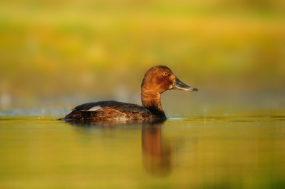 Tot mijn schaamte had ik nog nooit een bezoek gebracht aan het Markiezaat. En van de vogelrijkste gebieden van Nederland en dat terwijl ik er 20 minuten rijden vandaan woon. De tweede keer dat ik hier naartoe ben geweest deze foto liggend aan het water kunnen maken om 20:00.