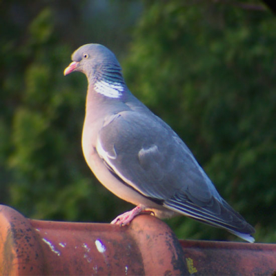 Net even in de tuin zitten oefenen, bekeken op de PC, wil ik ze net allemaal weggooien zit deze er nog net bij, dit was wel de scherpste van allemaal.
Foto zal geen prijzen gaan winnen maar voor mijn doen toch erg geslaagd.

Kodak EasyShare Ls443+Nikon SpottingScope XL