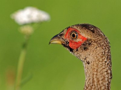 Deze jonge fazant zat weggedoken in het hoge gras maar naar verloop van tijd kwam hij er toch even bovenuit om polshoogte te nemen.