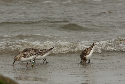 Deze strandloper was geringd met kleurtjes. Hoe kan ik contact opnemen met Franse ringers?