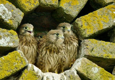 Deze jonge torenvalkjes zaten ongeduldig te wachten op prooien ( muizen ) die de ouders geregeld aanbrachten. Ze verbleven hoog in een nis van een schuur en trokken zich niets aan van het verkeer beneden op de weg .