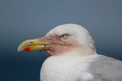 op de zuidpier zie je veel meeuwen met visdraaden door hun veren heen. bij deze meeuw kan je ook goed zien dat er een haakje in zijn snavel zit.