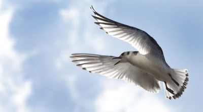 Nog eentje van mijn bezoek aan een Drieteenmeeuwenrots in Denemarken. Af en aan scheerden de vogels over me heen! Ik zat aardig wit ondergeflatst. Zelfs m'n apparatuur zat onder de gerecycelde vis. Maar, het was voor het goede doel!
Hier expres met pal tegenlicht gefotografeerd. Om lekker dwars door die prachtige veren heen te kijken.