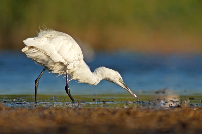 Hier nog een plaatje uit de Camargue, van een kleine zilverreiger dit keer. Toen ik onder een camouflagekleed bij een meertje lag kwamen er op een gegeven moment tientallen kleine zilverreigers voor mijn neus vissen. Dit is er eentje van.