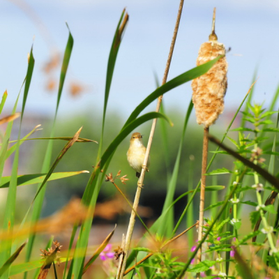 Met de zon in mijn rug in ht rietveldje in de Hoekpolder was deze ouder druk doende om zijn jong van eten te voorzien
De totale compositie en de afwachtende blik in zijn kleine donkere oogjes facineerde.