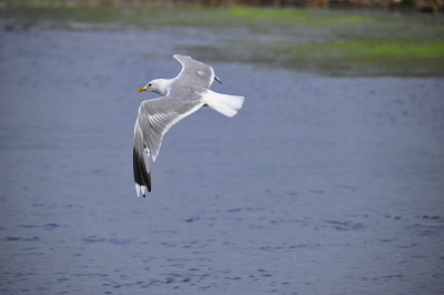 Deze meeuw vloog over, gewoon een mooi beeld van zo'n "gewone vogel"