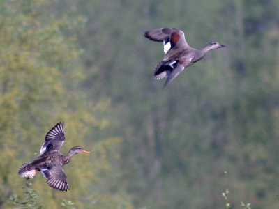 De weersvoorspellingen zaten er weer helemaal naast dit weekend. Toen ook zondag stralend begon snel nog een uitstapje gemaakt bij mij in de buurt.
Van Krakeend vond ik geen plaatje op birdpix van de bovenzijde in vlucht, toch wel een mooi eendje zo gezien. In afwachting van een betere opname, alvast deze van behoorlijk ver, dus sterk gecropt.