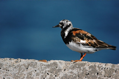 deze vogel zat boven op een blok. de zon was achter mijn rug dus kon hem mooi fotograferen. gemaakt met nikon D70s, 300mm f4 en 1.4 convertor
