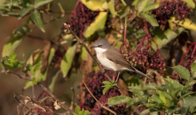 In de vlierbesstruiken zaten heel wat vogels en tijdens het bekijken van deze bende kwam een braamsluiper mooi poseren.