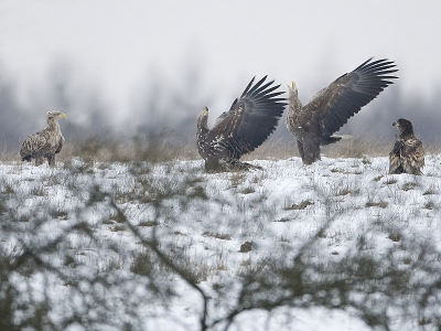 Afgelopen vrijdag waren we net te laat in het Lauwersmeer voor de zeearend. Daarom maar 1 uit het archief van de trip afgelopen januari naar oost Duitsland.