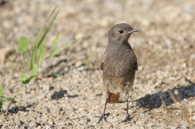 Heerlijk om deze jonge zwarteroodstaart tevolgen tijdens het vangen van insekten in het hoge gras. Voor de foto kwam ie op dit kale plekkie poseren.