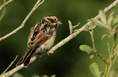 Deze jonge rietgors was druk in de weer in een boompje. Ik mocht vrij dichtbij komen, en kreeg de mogelijkheid om een paar leuke plaatsjes te schieten. 400 mm, zittend op de grond genietend van de muggen :)