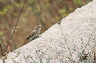 Hadden een erg leuke mooi gele auto gehuurd in Mallorca en daarmee hebben we wat kastelen bezocht. Bij 1 van de kastelen was deze vogel aan het genieten van zijn prooi waardoor ik hem mooi op de foto kon zetten