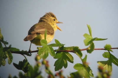 <i class='fa fa-user'></i> Wietze Janse | Orpheusspotvogel  <i class='fa fa-eye'> 495</i>   <i class='fa fa-comment-o'> 0</i>