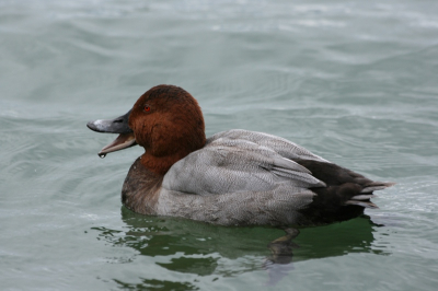 Foto gemaakt in het meer van Geneve. Deze tafeleend bleef prachtig dichtbij zitten met als resultaat deze plaat.