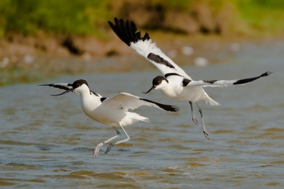 Hier nog een foto van texel in het voorjaar genomen waarbij 2 Kluten achter elkaar aanjagen.
