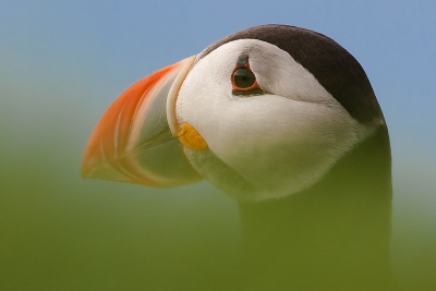 Deze Papegaaiduiker zo op de foto gezet dat zijn hals vaag uit het groene gras omhoog komt verder kun je zien dat de papegaaiduiker mij in het oog heeft.