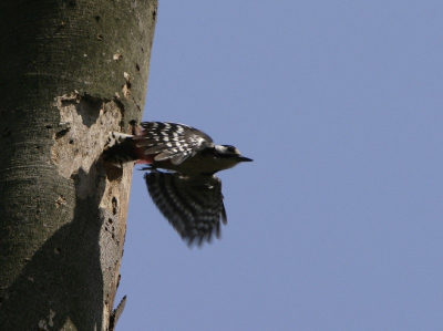 Een van de vele geschoten foto's van een broedend stelletje. Jammergenoeg is het nest vrij hoog in de boom, dus ik kon er niet dichter op komen.