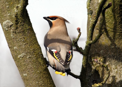 Mijn eerste pestvogel, en nogwel in de boom direct voor mijn huis. Hij heeft me drie dagen volledig in de ban gehad. Ik kon er geen genoeg van krijgen van de mooie kleuren, en hij kon geen genoeg krijgen van de lekkere bessen in de boom.