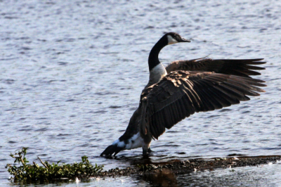I watched a couple of canada geese preening themselves for a while and I just like the "pose" in this picture - like he/she is conducting an orchestra.
