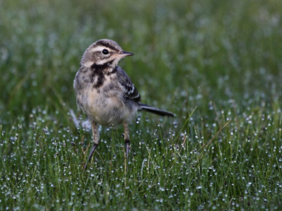 Op een vroeg ochtenduur getracht weer wat steltlopers te fotograferen. Niet erg veel succes gehad maar deze jonge kwik kwam erg dicht voor de lens. Foto is bijna fullframe, alleen wat bijgesneden. Mooie vind ik de dauwdruppeltjes.