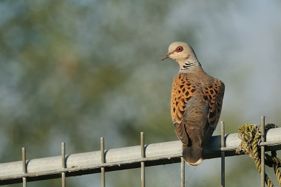 Deze tortel viel niet op om dat hij (of zij) zich ophield in de omgeving van een paar houtduiven. Dichterbij wandelend zag ik pas dat er een  voor mij onbekende duif tussen zat.  Hopelijk zie ik deze vogel later terug in in een meer natuurlijke omgeving.