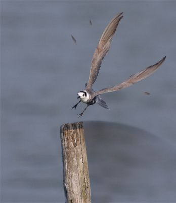 geintje

zie foto van Karel Mauer
http://www.birdpix.nl/album_page.php?pic_id=183364&recent=1&db=0