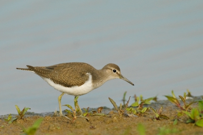 Deze meegaande oeverloper in een kleigat in de uiterwaarden van de Maas liep zo dwangmatig langs de oever dat hij ook vlak voor mijn schuilplaats langs moest. In de vroege ochtendzon tussen de pionierende plantjes.