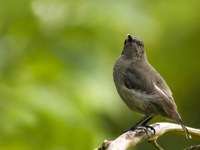 De Seychelles sunbird is een voor de Seychellen endemische soort. In tegenstelling tot andere Nectarinia soorten is deze een beetje saai geveerd.