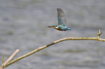 Er zijn natuurlijk al veel IJsvogel platen op BP verschenen. Hopelijk  voegt deze
 " blauwe schicht"  iets toe .