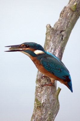 Eigenlijk wilden we al naar huis gaan, maar we besloten toch nog even een kijkje te gaan nemen in een kijkhut. Daar aangekomen werden we aangenaam verrast door deze ijsvogel mt vangst. Voor ons de eerste keer om zoiets moois vast te leggen. Helaas niet veel zon meer, maar toch best tevreden!