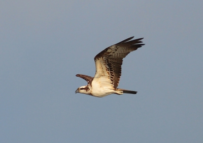Deze visarend was aan het jagen, helaas dook hij/zij niet in het water