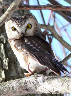 Northern Saw-whet Owl sitting on a mouse, keeping it for a snack later. We get lots of owls wintering in my area