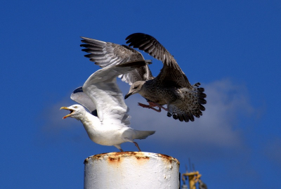 Ik ben op vakantie in Terschelling en toen we aankwamen zaten deze meeuwen elkaar weg te jagen.
Ik plaats deze foto omdat dit mijn mooiste foto tot nu toe is.