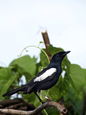 De Seychelles Magpie-robin was tot 2005 beschreven als Critically Endangered op de IUCN lijst. Tegenwoordig zijn er ongeveer 350. Waarvan 29 op Cousin island.