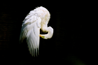 Levels donker en midden naar rechts en lichte tonen naar links. Blauwzweem eruit gehaald en een miniscuul vlekje weggewerkt onder de vogel....