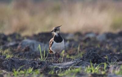 Foto gemaakt tijdens een vaartochtje over de Nieuwkoopse plassen.