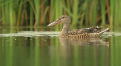 door wat tips ,  dat je het rustig aan moet doen , Heb ik het toch nog een keer geprobeerd , ook al hadden jullie gezegd , dat eenden schuwe vogels zij  ,  , dus ik gisteren weer op pad .was vroeg thuis van mij werk   . Aan mij moeder gevraag of ik al kon eten en dat was goed , dus ik stond 5 uur in het water  , heel rustig naar een groepje slobeenden gewaad , echt heel rustig , en het is de moeite waart geweest , hier mijn eerste slobeend    . uit drijfhut