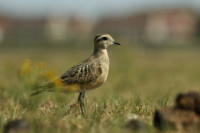 laatste uit de serie die ik afgelopen vrijdag heb kunnen maken van deze toevalstreffer.
De vogels is nam aandagmorgen vertrokken helaas. De uitwerpselen zijn paardenvijgen en hij loopt op een nollenlandschap die mede door de droogte uit zag als een steppenlandschap.