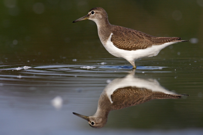 Gisteren plaatste ik al de Witgatten van mijn ochtensessie afgelopen zaterdag. Hierbij een foto van een Oeverloper die ook even polshoogte kwam nemen. 
Hij liep precies in een stukje water waarbij ik de weerspiegeling er mooi bij op kreeg.